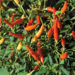 Red and yellow hot peppers growing with green leaves